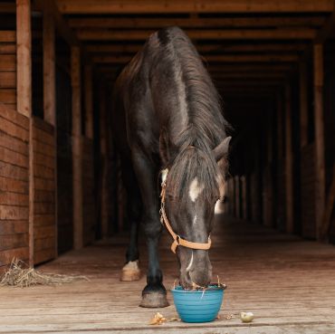 Picture for category Equine Products